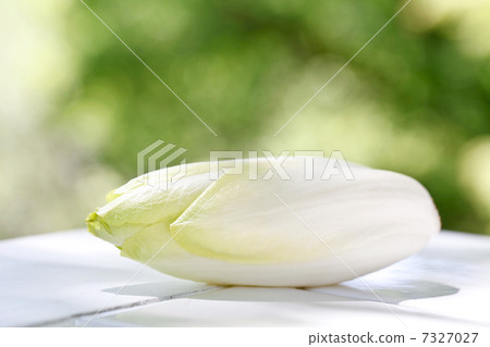 Chicory 7327027