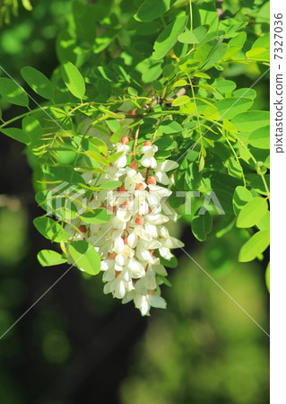 Blooming flowers in the river 7327036