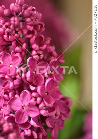 紫丁香 7327116