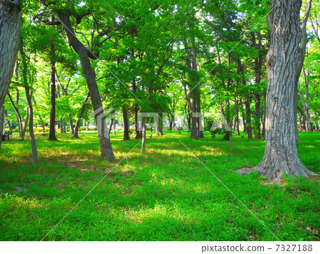 Mitaka Nomori 7327188