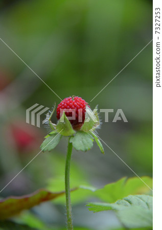 野草莓 7327253