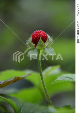 Yabu蛇草莓 7327254