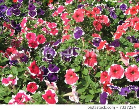 Pansy 7327284