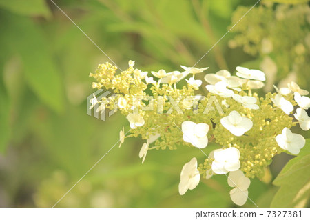 Kajiwa hydrangea Kajiwa hydrangea 7327381