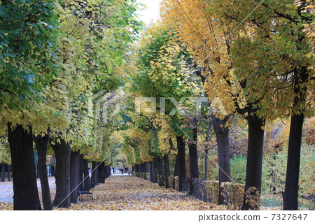 林登的秋葉 7327647