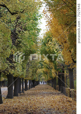 林登的秋葉 7327648