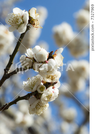 白梅（白加） 7327969