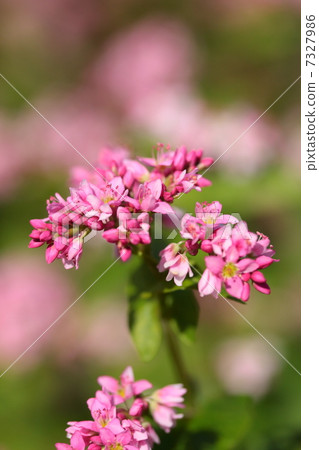 紅色的花朵 7327986