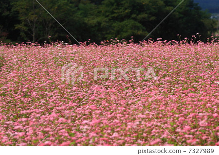 Red flower flowers 7327989