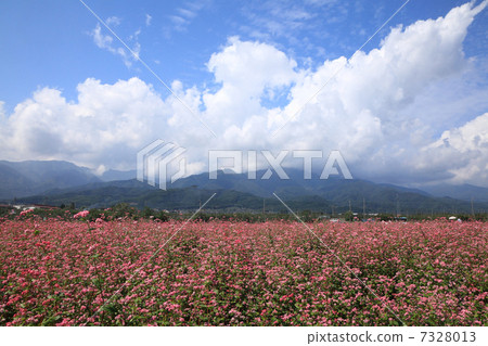 Red soba field 7328013