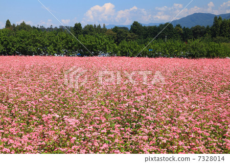 紅蕎麥麵場 7328014