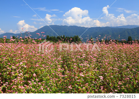 Red soba field 7328015