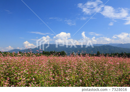 Red soba field 7328016