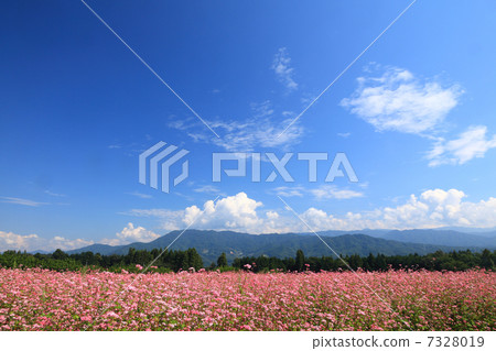 Red soba field 7328019