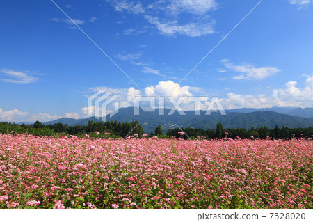 Red soba field 7328020
