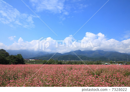 Red soba field 7328022