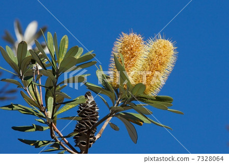 Banksia flowers and leaves 7328064