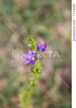 Bellflower grass 7328085