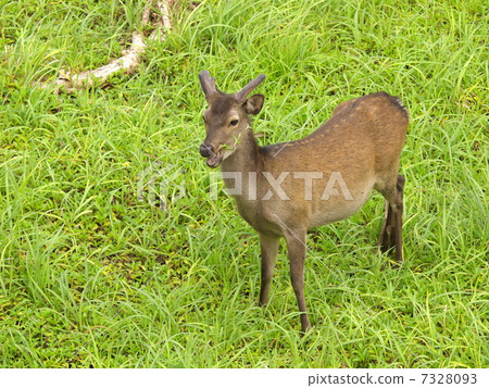 Keramagica吃美國蛤蜊 7328093