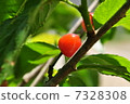 Cherry 7328308