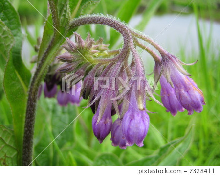 Flowers Flowers 7328411