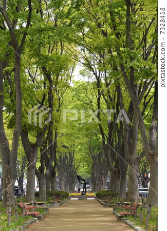 Fresh green of Zelkova trees on the street of Jozenji 7328418