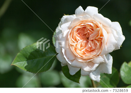 Rose variety (Unbridge · Rose) 7328659
