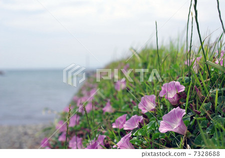 海灘（Hamahirugao） 7328688