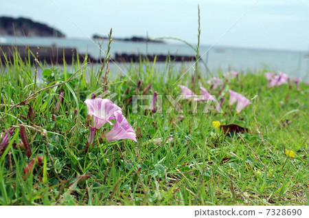 Beach beach (Hamahirugao) 7328690