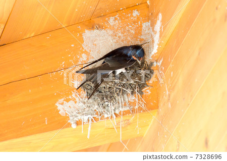 Making a swallow's nest 7328696
