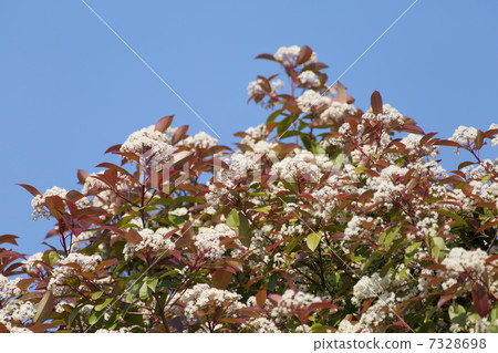 Benicarp盛開 7328698