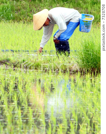 Rice planting (hand-planting work) 7328708
