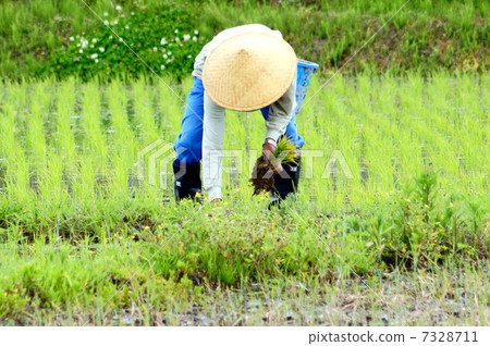 Rice planting (hand-planting work) 7328711