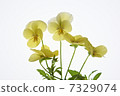 Viola yellow lemon color system 7329074