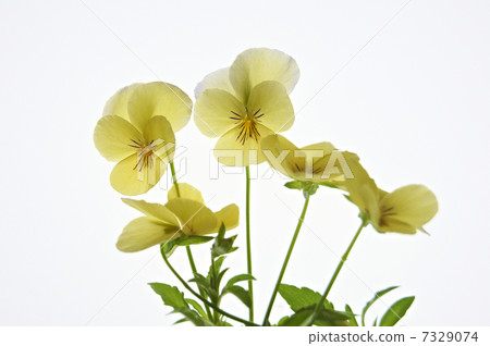Viola yellow lemon color system Viola yellow lemon color system 7329074