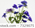 Viola blue series color mixture 7329075