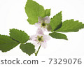 Raspberry Flower 7329076