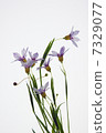 Romulea 7329077