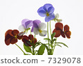 Viola mixed color blue purple oil 7329078