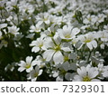 White Shiba cherry tree 1 7329301
