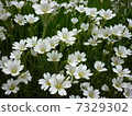 White Shiba cherry tree 2 7329302
