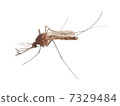 Mosquito (Culex pipiens cedar) 7329484