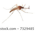 Mosquito (Culex pipiens cedar) 7329485