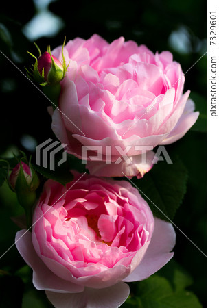 Rose "Constance Splice" Rose "Constance Splice" 7329601