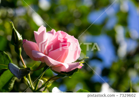 Roses "Rosendorf Sparse Hop" Roses "Rosendorf Sparse Hop" 7329602