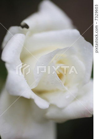 White Rose White Rose 7329603