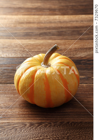 Puccini · Pumpkin 7329670