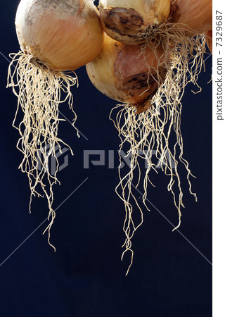 洋蔥的根 洋蔥的根 7329687