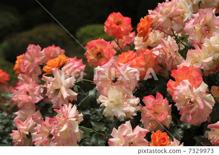 Variety of roses Sahara '98 Variety of roses Sahara '98 7329973