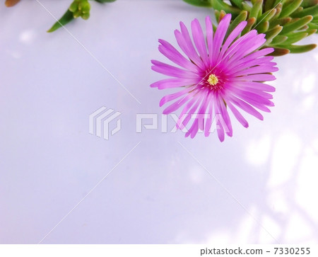 Matsubara chrysanthemum del Superia coupe Copy space 7330255